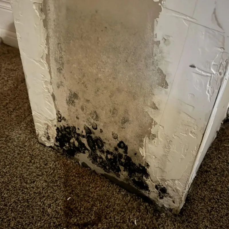 Professional Mold Removal in Cripple Creek, CO